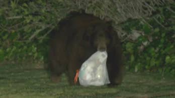 Watch: Hungry bear scavenges for food in the trash