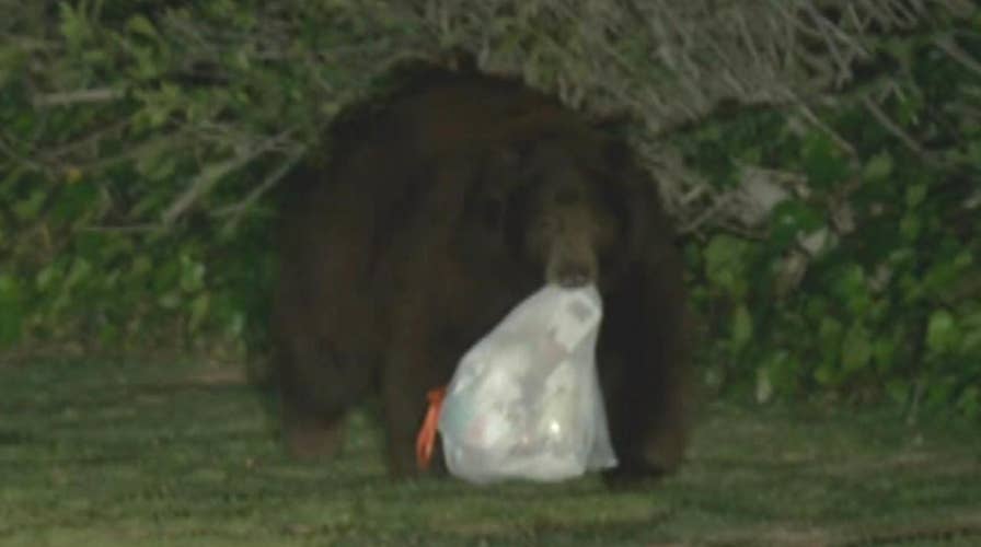 Hungry bear scavenges near LA after hibernation ends