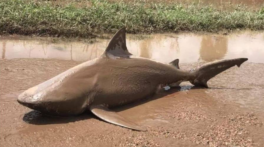 Shark found in puddle after powerful storm pummels Australia