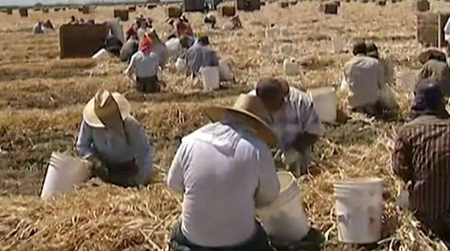 Labor shortage drives up farm wages, could hike food prices