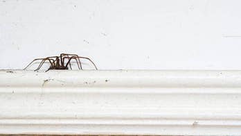 Man who had legs amputated after possible spider bite may lose arms