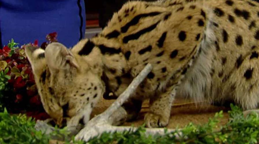 After the Show Show: National Zoo Lovers' Day