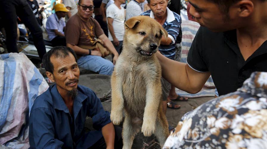 Dog and cat off the menu in Taiwan, pet meat banned