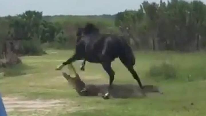 Horse attacks alligator as shocked park visitors look on