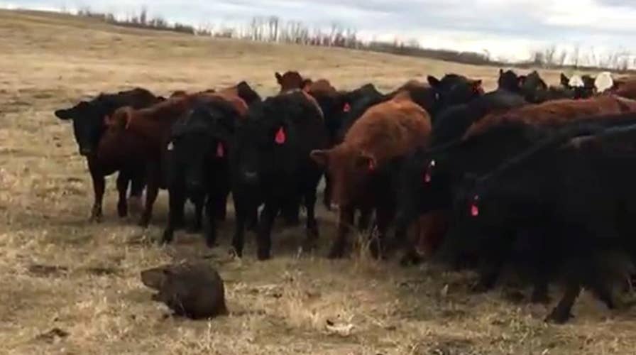 Beaver becomes leader of herd of 150 curious cattle