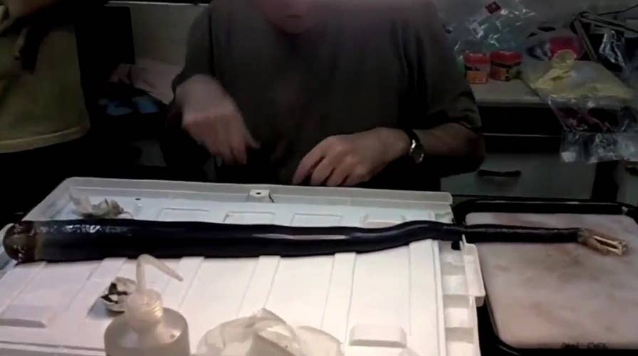 Scientists discover new species of giant shipworm