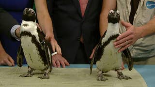 'Fox & Friends' celebrates Earth Day with endangered animals - Fox News