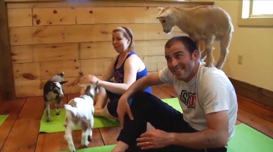 'Baaamaste': Baby goat yoga trend blows up in Colorado