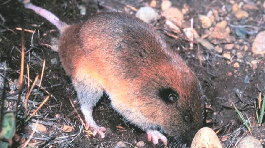 Construction a threat to Mazama pocket gopher
