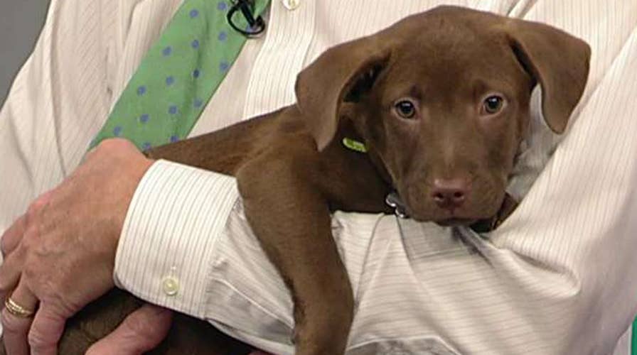 Ways to keep your puppy calm when you leave for work