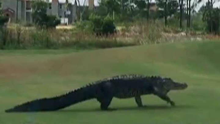 10-foot alligator interupts golf game