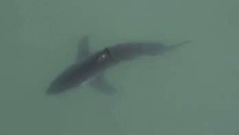 Great white shark spotted lurking near popular California beach