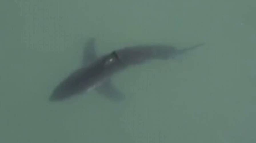 Great white shark spotted off coast of San Diego beach