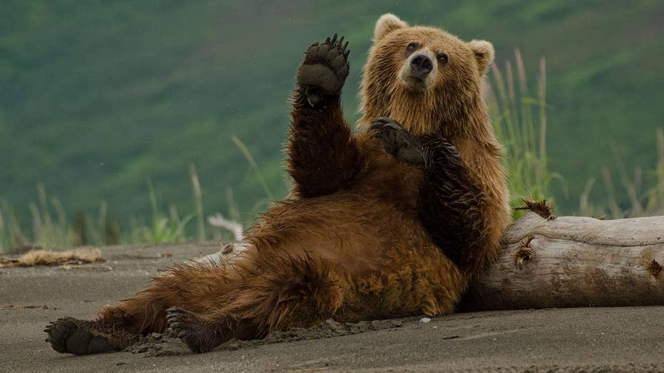 Controversy Erupts After Colorado Animal Sanctuary Kills All Its