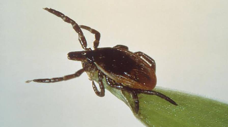 Experts sound the alarm on Lyme disease