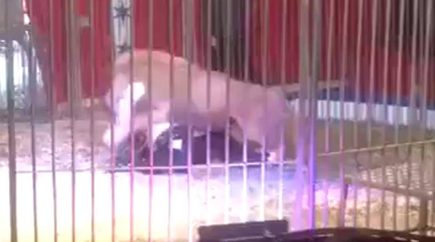 Lion attacks trainer at circus as audience shrieks in horror