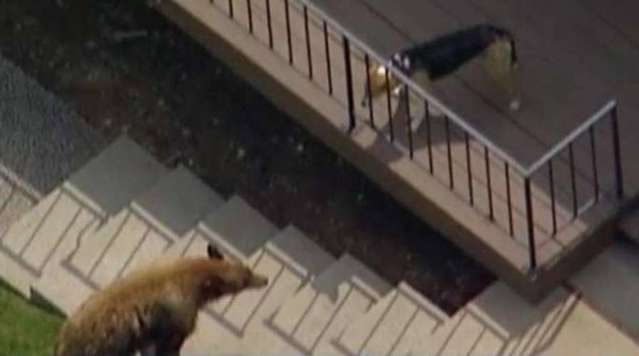 Family dog faces off with wandering black bear