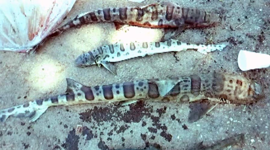 Sharks dying by the thousands in San Francisco Bay