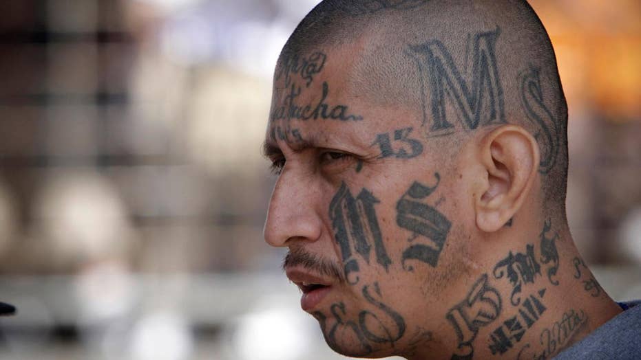 Were Ms 13 Gang Members Released Into Us Communities Senator Demands Answers Fox News 