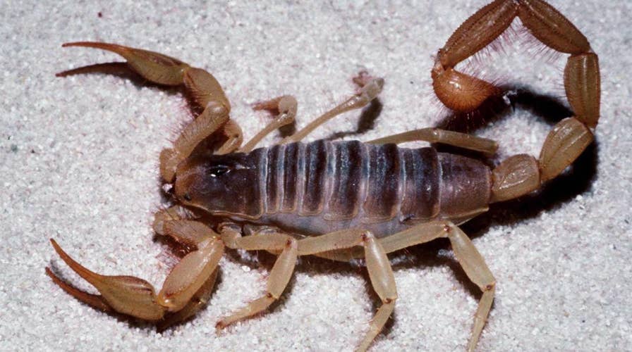 Scorpion forces evacuation of a United Airlines flight