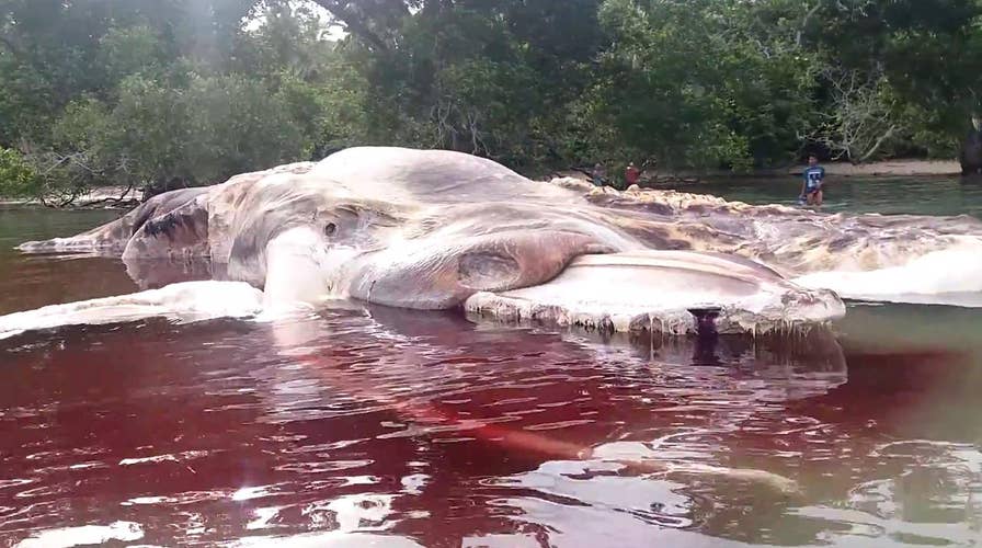 Locals puzzled after massive sea creature washes up on beach