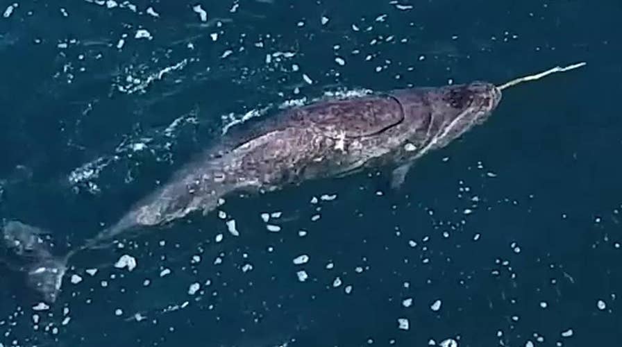 Mystery of the narwhal tusk finally solved?