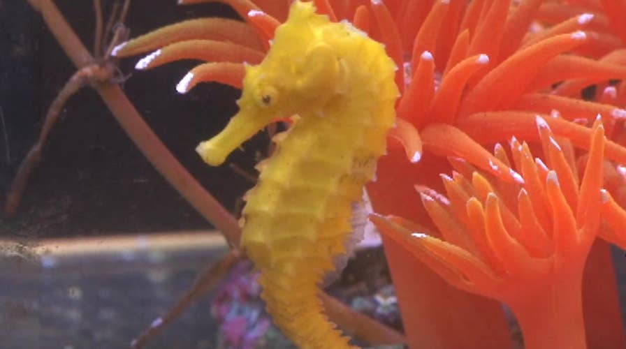 'Cheeto' the seahorse's unlikely road to internet fame