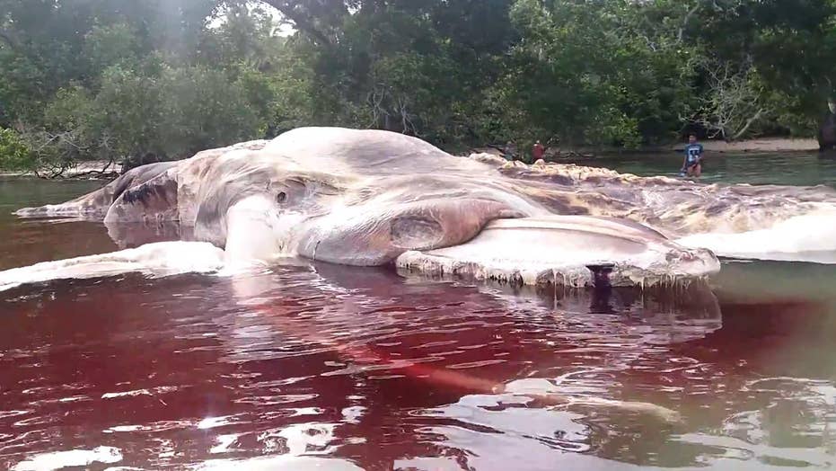50 Foot Sea Creature That Washed Up On Indonesian Beach Identified