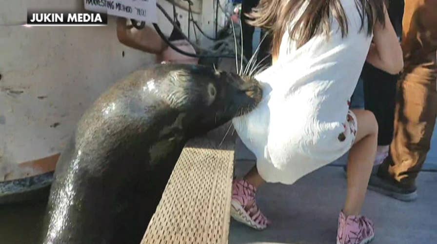 Sea lion drags young girl off dock into water