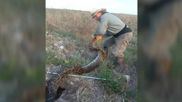 Florida Hires Professionals To Kill Pythons Latest News Videos Fox News Florida Hires Professionals To Kill Pythons Latest News Videos Fox News