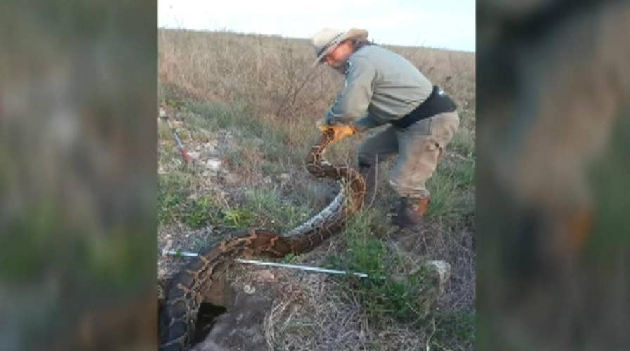 Florida hires professionals to kill pythons