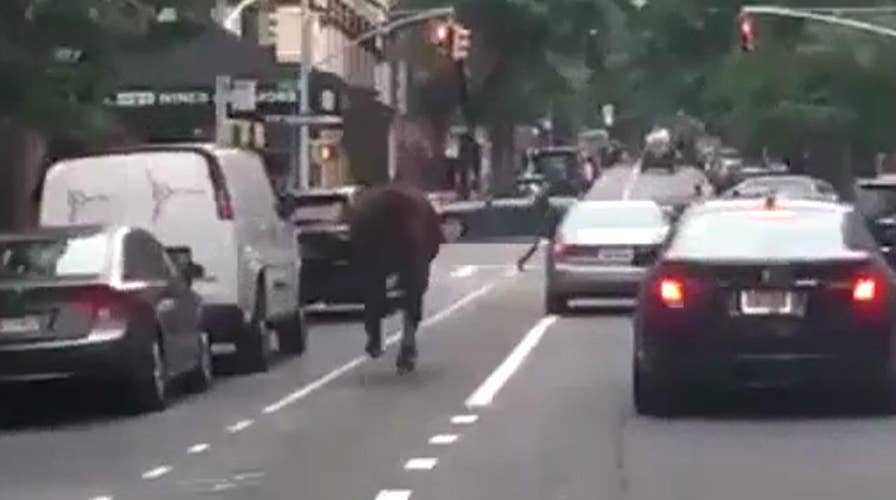 'Stop the horse!' Animal runs wild through NYC streets