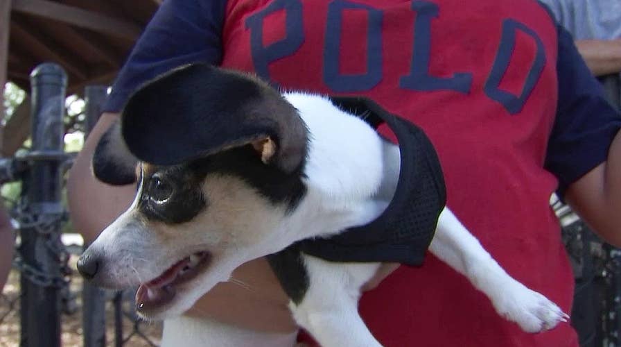 Dog flu is on the rise in Florida, what to watch for