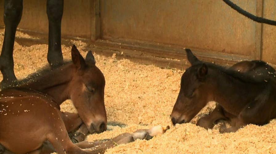 Daily double: Horse gives birth to twins in California