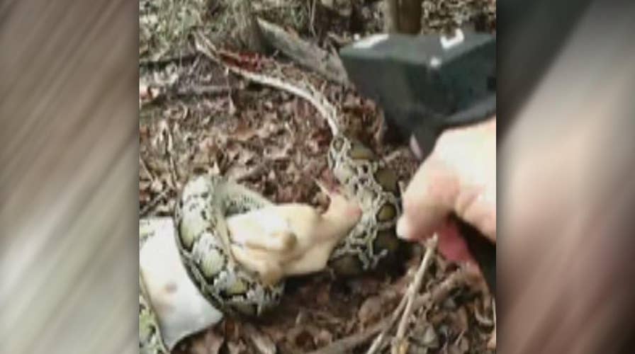 Man shoots massive python in head to save herd of goats