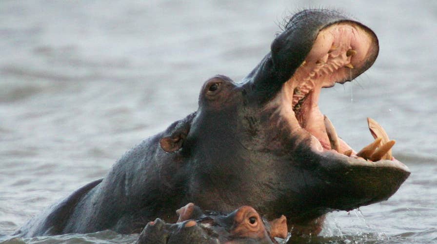 Top That: Hippo 'tranimal' vs. gender-neutral beer