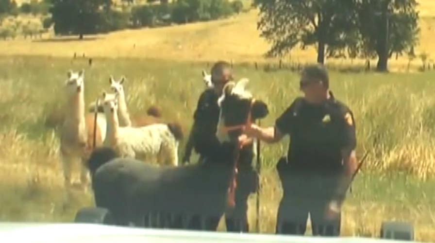 Llama on the loose wrangled by cops 