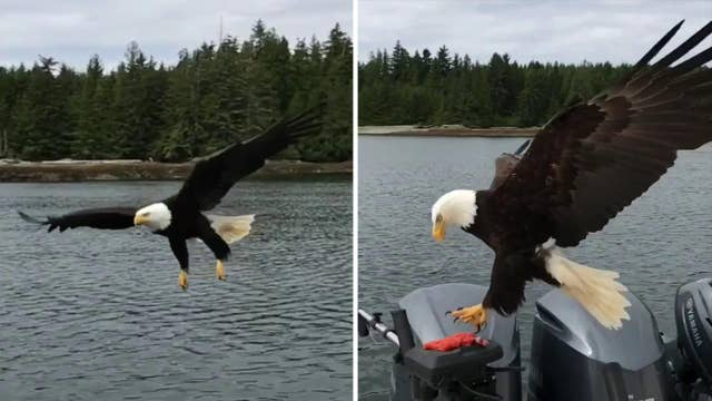 Bald eagle swoops in to snatch fish off boat
