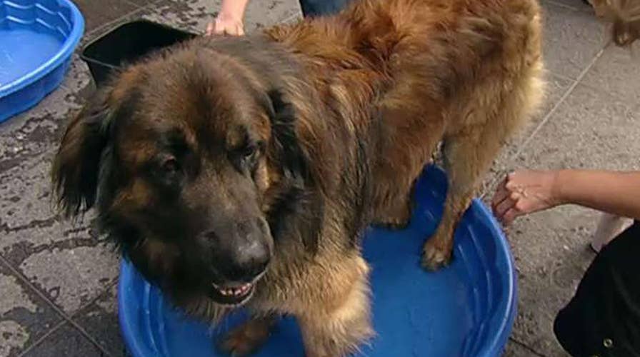 After the Show Show: Summer tips for dog lovers