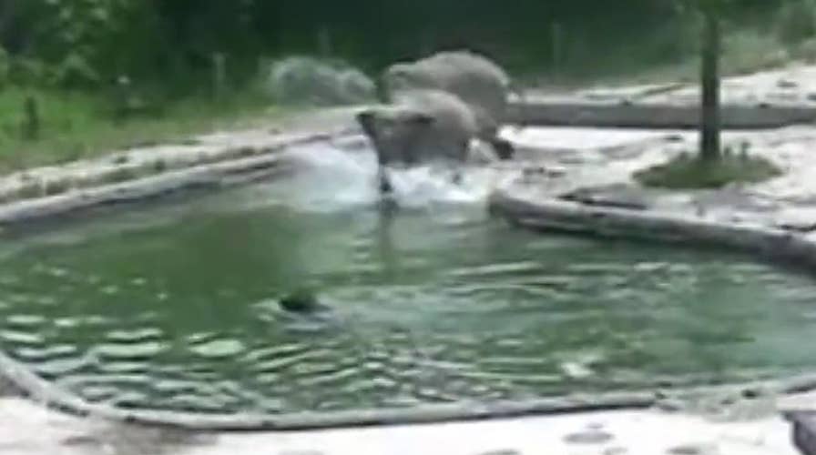 Elephants rush save drowning calf