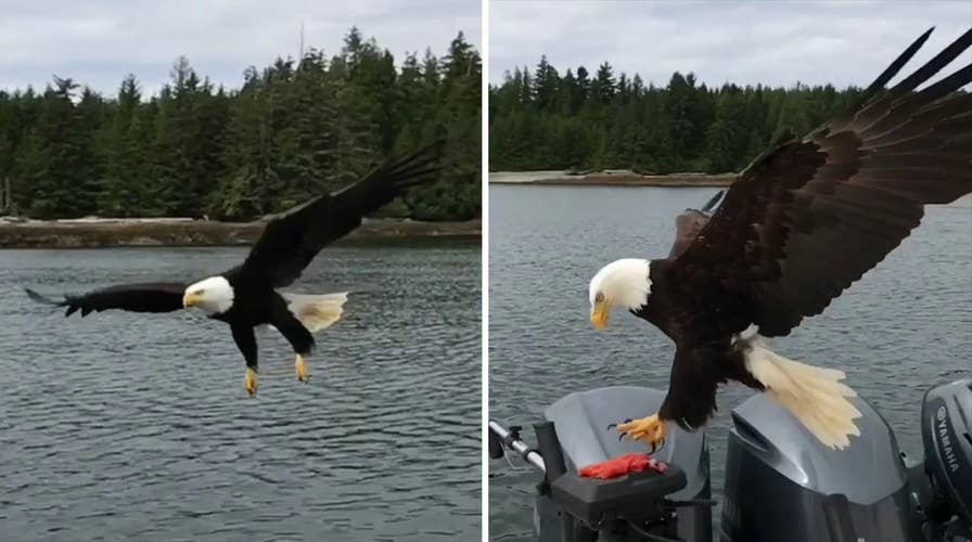 Bald eagle swoops in to snatch fish off boat