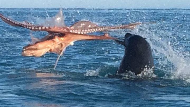 Octopus and giant seal battle to the death
