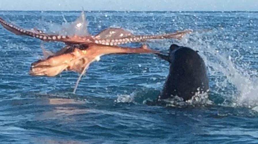 Octopus and giant seal battle to the death