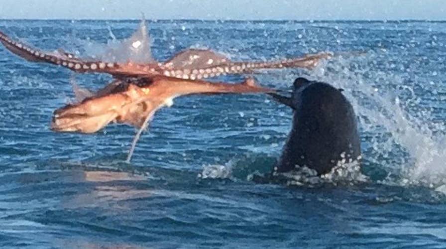 Octopus and giant seal battle to the death