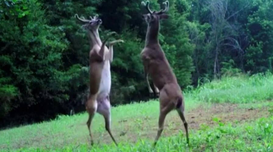 Bucks go hoof-to-hoof: Trail camera catches epic fight