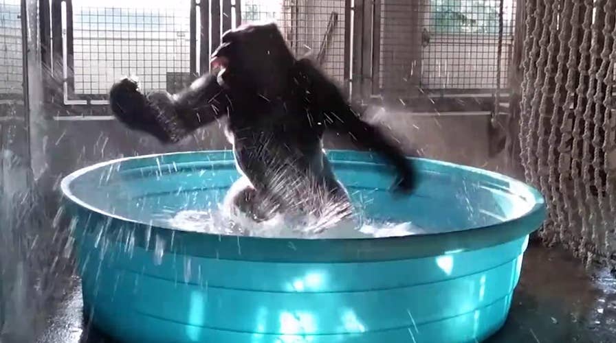 Spin cycle: Gorilla's water play goes viral