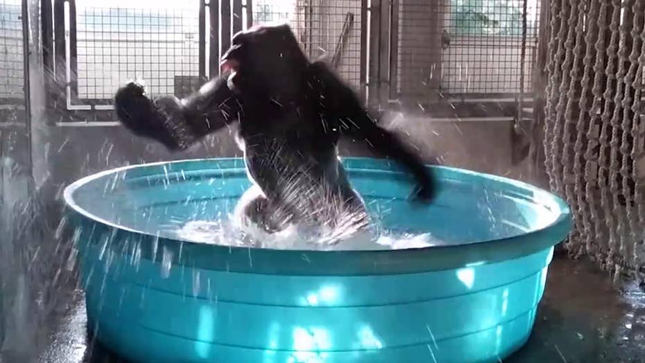 Dallas Zoo's 'breakdancing' gorilla makes a big splash Fox News