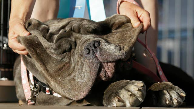 World's ugliest dog crowned for 2017