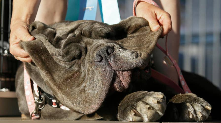 World's ugliest dog crowned for 2017