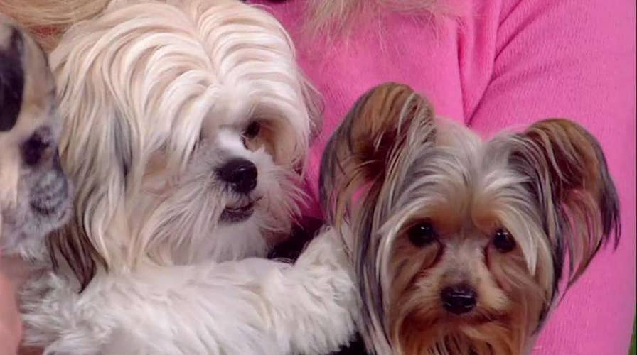 The food secrets every pet-owner must know